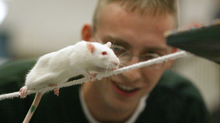 Weed Microdosing Mice Study Brings Great News, But There's a Catch
